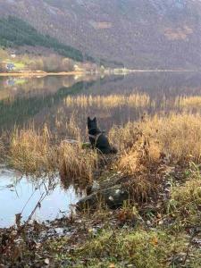 Afbeelding uit fotogalerij van Minihus med drømmeutsikt til Sunnmørsalpene in Aure