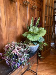 une plante dans un pot sur une table avec d’autres plantes dans l'établissement Liberty House, à Bologne