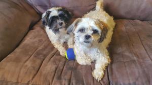 two dogs laying on a couch with a ball at Mount Rumney Escapes - 1h Haven Horse House in Mount Rumney