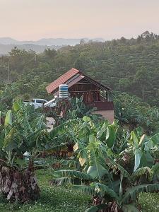 ein Haus inmitten einer Bananenplantage in der Unterkunft Thông Garden - Lộc Đức in Bảo Lộc