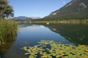 a lake with a bunch of lily pads in the water at Appartment Isabelle Sky in Presseggersee