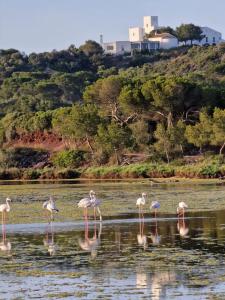 eine Gruppe Flamingos, die im Wasser stehen in der Unterkunft Mongofre Agroturismo in Maó