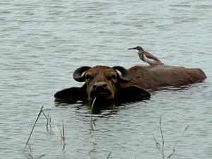 a bird sitting on top of a cow in the water at Allure Yala - Lakeside Luxury Suites in Yala