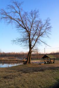 un árbol y una mesa de picnic junto a un lago en Szentlőrincpuszta Major, 