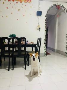 a dog sitting in front of a dining room table at Maple Homestay in Kohīma