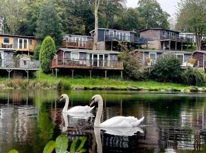 two swans swimming in the water in front of houses at SNOWDONIA COTTAGE Glan Gwna Holiday Park in Caernarfon