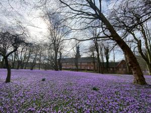 a field of purple flowers in a park at Friesenhof Küper in Dagebüll