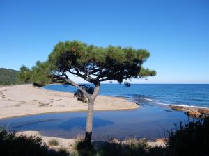 a pine tree on a beach near the ocean at Domaine de la Testa in Sainte-Lucie de Porto-Vecchio
