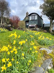 a field of yellow flowers in front of a house at 5 Star Shepherds Hut in Betws y Coed with Mountain View in Capel-Curig