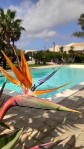 un fiore colorato seduto accanto alla piscina di Borgo Pida a Trapani