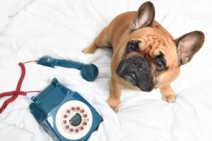 a dog laying on a bed next to a phone at MOXY NYC Times Square in New York
