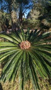 una gran palmera verde en un parque en El Collado, en Cullera
