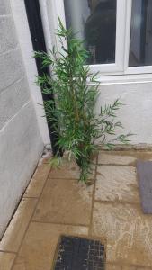 a plant sitting in front of a door at Apartment in St Denys in Southampton