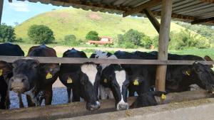 een groep koeien die naast een hek staan bij Pousada Campestre Cunha-SP in Cunha