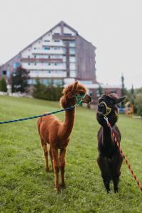 zwei Hunde an der Leine, die auf einem Feld stehen in der Unterkunft OREA Resort Horizont Šumava in Železná Ruda