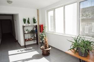 a room with potted plants and a window at Vidak Apartman in Subotica