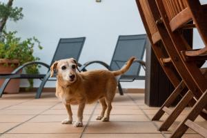 un perro marrón parado en un patio con sillas en "Charm & Cozy 4BR - 3BA with Pool & Barbecue", en Cambrils
