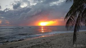 a sunset on the beach with a palm tree at Seacada- Beachfront - Pool - Panoramic Sunsets in George Town