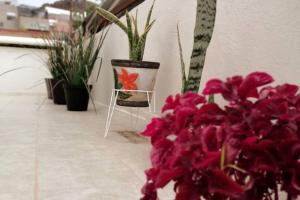 um monte de plantas num quarto com flores cor-de-rosa em En el Centro Histórico, Casa de los Abuelos. em Zacatecas