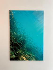 a group of fish swimming in the water at Casa Adelaide in Capri