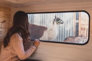 Altri animali domestici presso il campeggio di lusso o nei dintorni