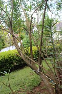 ein Baum mit Ästen und Gras im Hof in der Unterkunft Mount Marina Villas in Galle