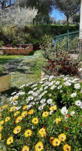 um jardim com flores amarelas e brancas na relva em A casa di Emma em Nereto