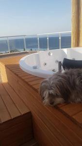 un chien couchant sur un comptoir de salle de bains à côté d'un lavabo dans l'établissement Sea Wave House, à Alanya