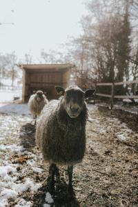 two sheep standing in a field in the snow at our farm Ferienwohnung in Grasberg