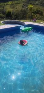 um cão numa piscina com um frisbee na água em ALLIYN SAMAY 