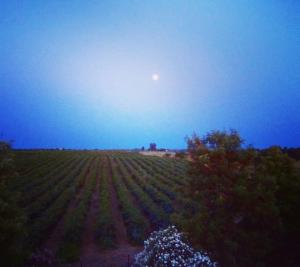 un campo de cultivos con la luna en el cielo en HERDADE DO CORVAL, en Reguengos de Monsaraz