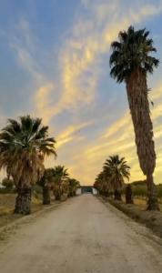 a dirt road with palm trees on either side at HERDADE DO CORVAL in Reguengos de Monsaraz