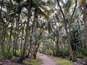 a dirt road through a forest of palm trees at Athiri Inn Kelaa in Kelaa