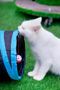 a white cat is playing with a bag at iGo Glamz 爱狗露营 Pet Friendly Glamping in Genting Highlands