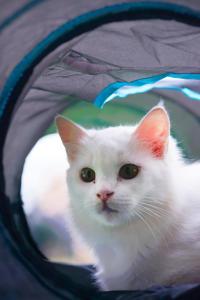Domácí mazlíčci ubytovaní s hosty v ubytování iGo Glamz 爱狗露营 Pet Friendly Glamping