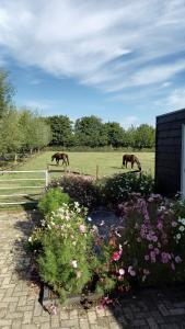 two horses are grazing in a field with flowers at de Klaproos in Noordgouwe