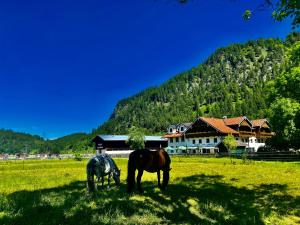 two horses grazing in a field in front of a house at Gutshof zum Schluxen in Pinswang