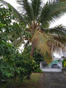 a palm tree in front of a white fence at La Kaz Kika in Saint-Denis