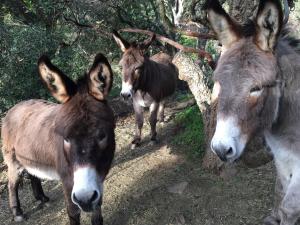 家庭旅館或附近的動物