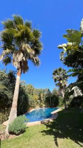 een palmboom naast een zwembad bij Villa Jasmina Targa in Marrakesh