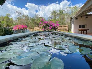 een plas water met lelies erin bij Cabañas Maya Aire 