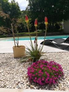 um jardim de flores com flores cor-de-rosa e uma piscina em Le Patio 4*. SPA, jardin, piscine en provence, proche Grignan em Saint-Paul-Trois-Châteaux