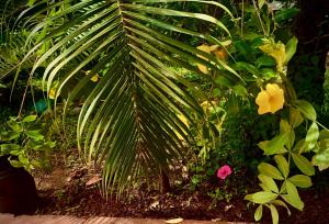 a palm tree in a garden with flowers at Stan-Inn, North Goa, Vagator, with strong WIFI,free private parking & kitchen, Can Cook where you stay in Vagator