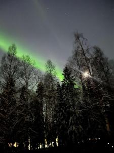 une aurore boréale au-dessus de certains arbres dans l'établissement OWN ROOM WITH BIG BED IN A BIG HOUSE!, à Luleå