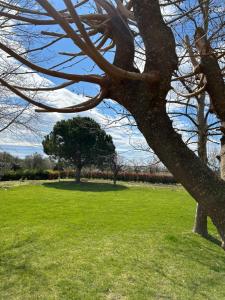 a tree in a park with a green field at Melody Birds in Dhíkella