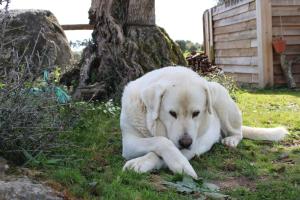 a white dog laying down in the grass at Monte das Cobras - Country House in Évora