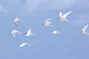 a flock of seagulls flying in the sky at Brickwood Veli in Rasdu