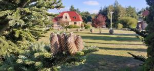 een groep dennenappels op een boom in een tuin bij Sielanka - Domki i Pokoje pod Łebą in Żarnowska