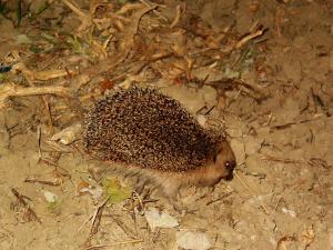 a hedgehog walking on the ground in the dirt at Masseria Scannaturco in Marina di Pisticci