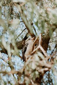 Yallingup Forest Resort في يالينجاب: وجود طائر يجلس على شجرة